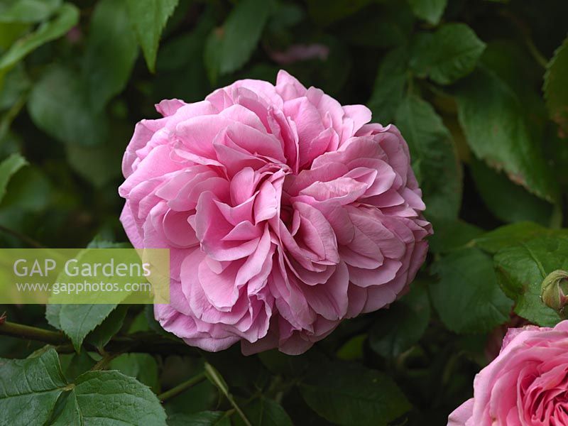 Rosa 'Gertrude Jekyll', arbuste rose avec de jolies fleurs roses doubles parfumées de l'été.