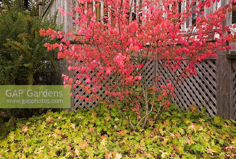 Euonymus alatus - Spindle tree avec des feuilles rouges en automne à côté de terrasse en bois surélevée terrasse en bois dans un jardin privé