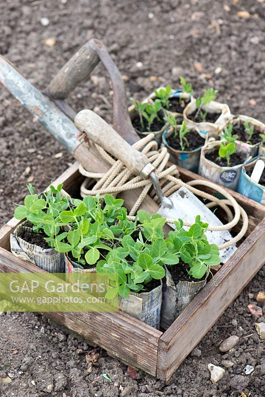 Pois de jardin, 'merveille du kelvedon', et pois de senteur, 'mélange à l'ancienne' cultivés dans des pots à journaux, prêts à être plantés avec une ligne de jardin et une truelle.