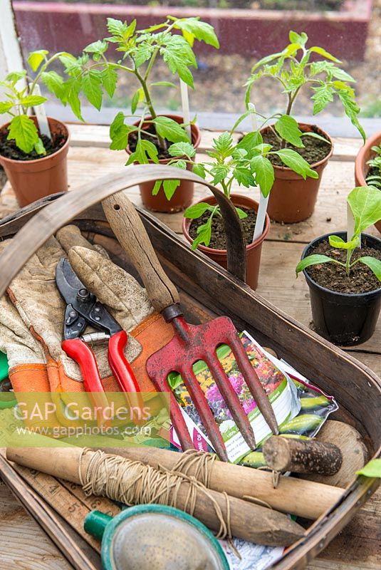 Mise en scène de serre, trousse d'outils à main et articles de jardin, avec des pots de plants et de plants de tomates.