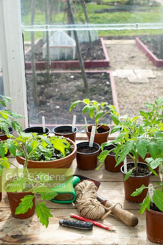 Serre mise en scène au printemps avec des articles de jardin et de jeunes plants de tomates dans des pots en plastique.