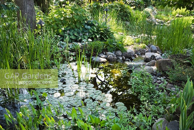 Étang avec Typha latifolia - Quenouilles communes, pontederia cordata - Pickerel Weeds, Nymphaea - Nénuphars dans un jardin résidentiel en été