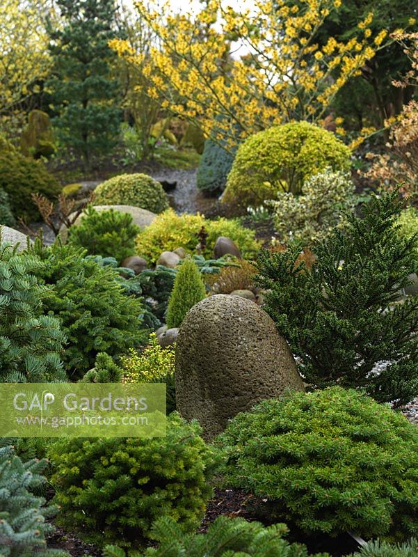 Un joli jardin d'hiver avec une texture fournie par de petits conifères, des conifères topiarisés et de grosses pierres lisses. La couleur est fournie par Hamamellis Bernstein.