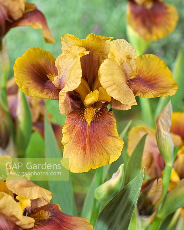 Iris germanica Oklahoma Bandit
