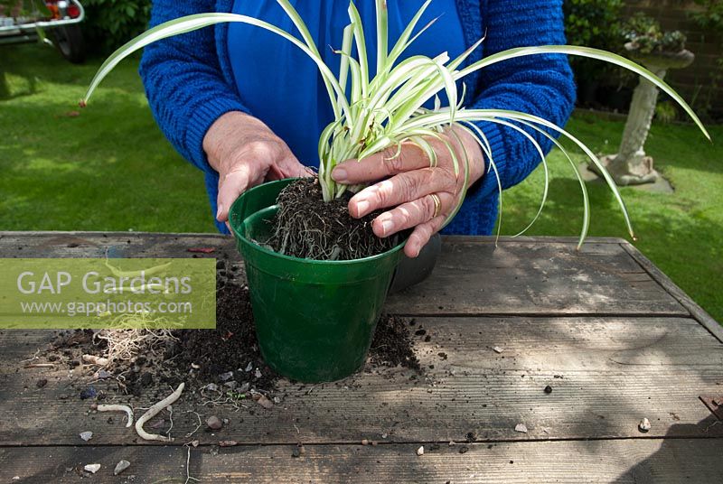 Rempotage de plantes d'intérieur liées en pot - Chlorophytum - placer dans un pot plus grand après avoir enlevé certaines des racines
