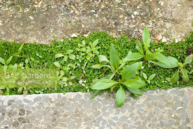 Mauvaises herbes sur le chemin - occupez-vous de votre propre entreprise et valarian - Centranthus