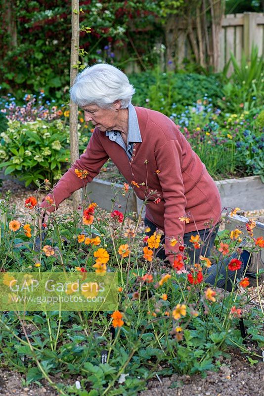 Sue Martin s'occupe d'un parterre de fleurs surélevé planté de quelques-uns des Geums de sa collection nationale de Geums.