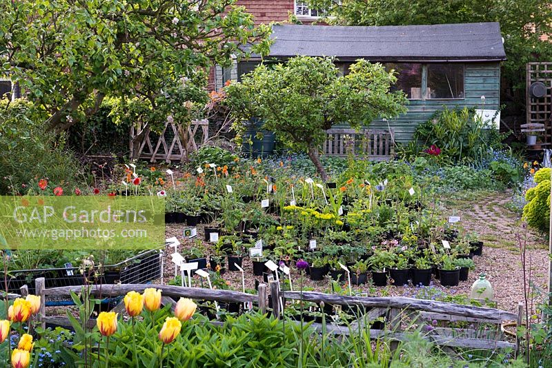 Une pépinière et une collection nationale de Geums est installée dans le jardin du village.