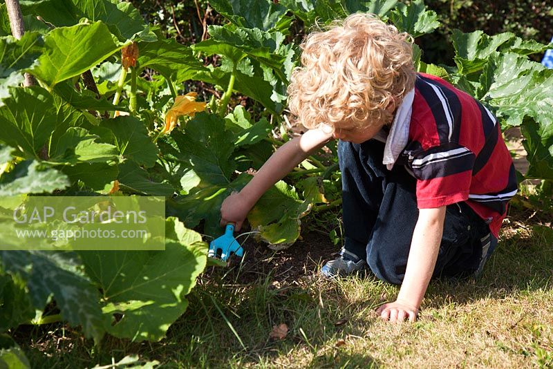 Un enfant désherbant les plantes potagères avec une fourchette