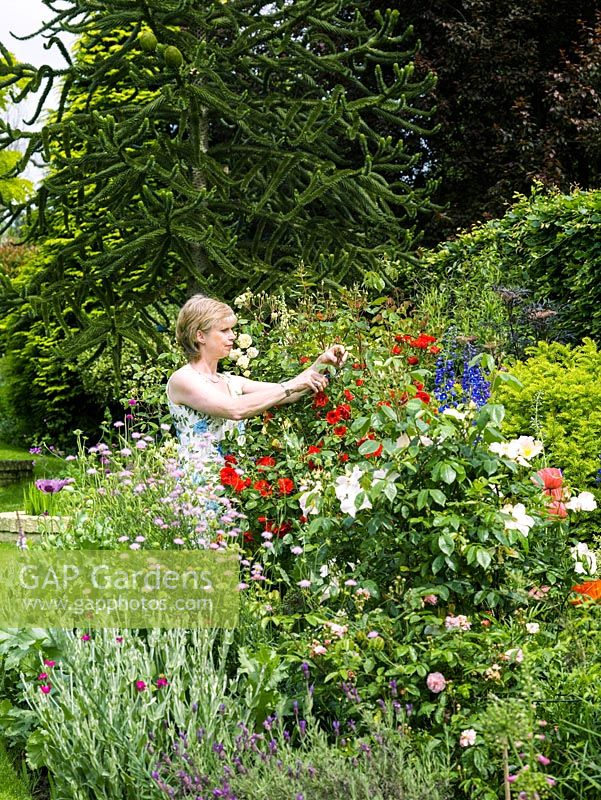 Margaret Arnott dans son parterre de fleurs herbacées en direction de Rosa Sally Holmes sur l'obélisque.