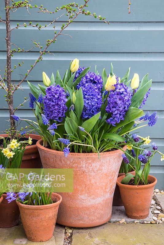 Pot à bulbes multicouches avec Muscari armeniacum, Hyacinthus orientalis 'Delft Blue' et Tulip 'Sunny Prince' en fleur
