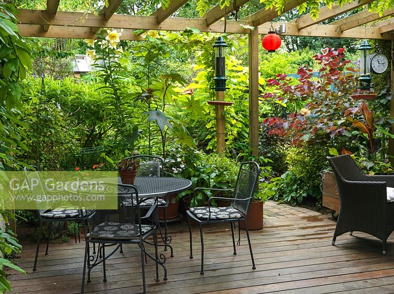 Terrasse ombragée, filtrée du jardin par le lis, le ricin, l'Euphorbia mellifera, la clématite, le canna, la pensée de forêt de Cercis canadensis. Glycine sur pergola.