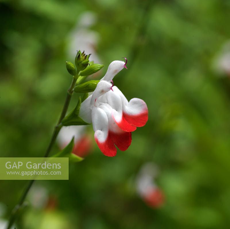 Salvia x jamensis Hot Lips porte des fleurs blanches et rouges bicolores en été.