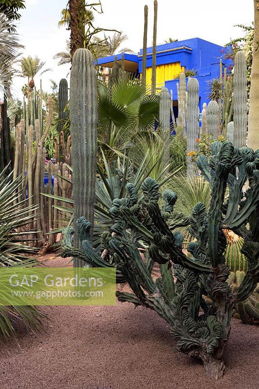 Jardin Majorelle Yves Saint Laurent jardin, Trichocereus cristata, Pachycereus pringlei, Cleistocactus en face de l'atelier de peinture dans le jardin de cactus