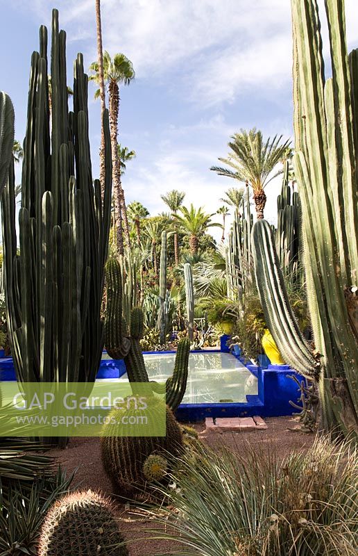 Jardin Majorelle, jardin Yves Saint Laurent, vue à travers le jardin de cactus jusqu'à la piscine bleue. Ferocactus piliferus et Echinocactus Grusonii en premier plan.