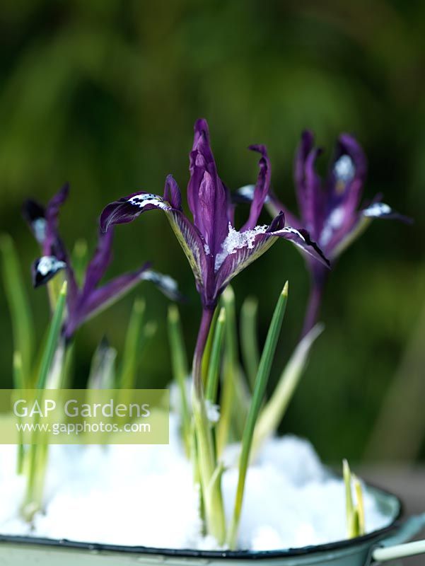 Iris reticulata Pauline, un bulbe à floraison au début du printemps avec un port compact idéal pour les pots.