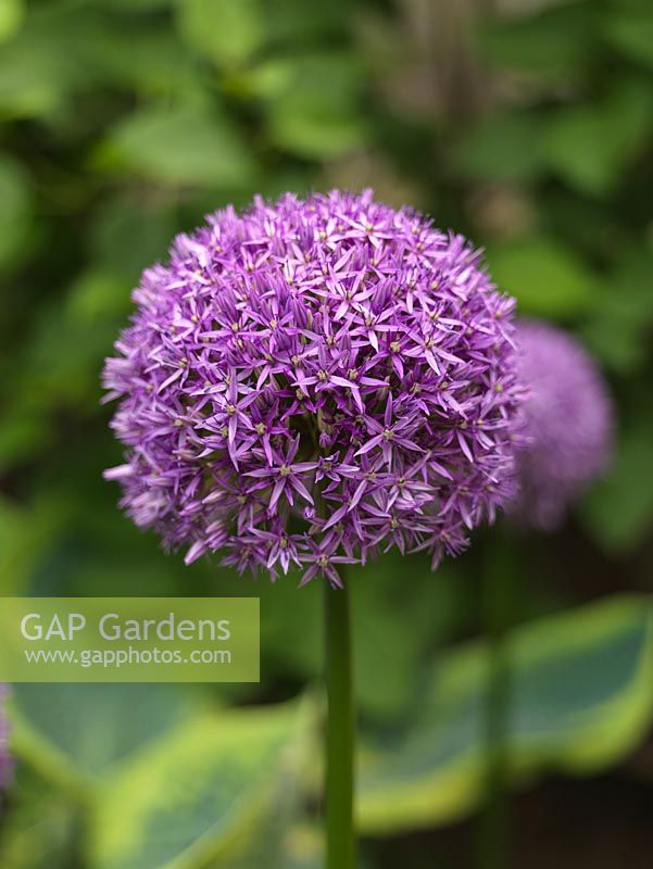 Allium Globemaster, oignon ornemental, produit à la fin du printemps d'énormes têtes composées de dizaines de minuscules fleurs violettes.