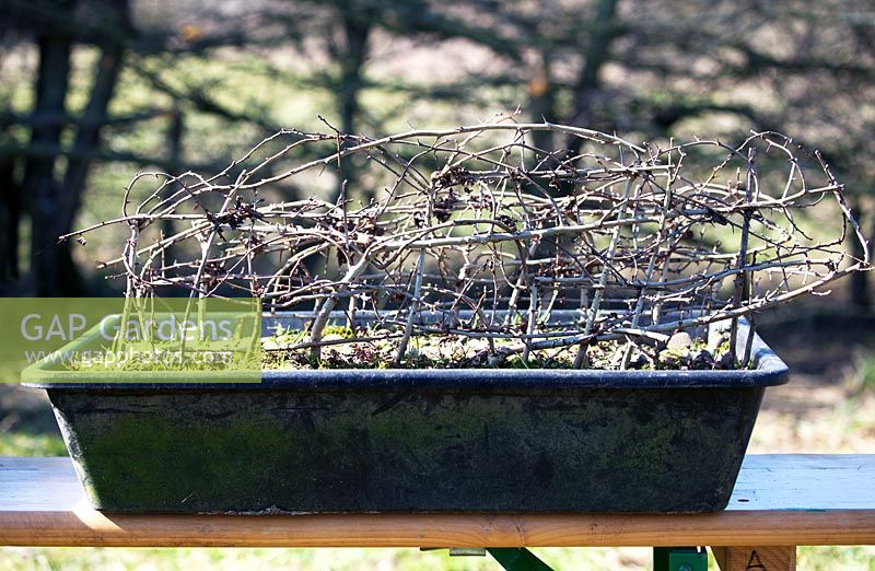 Jef Gielen montre: haie de bonsaï dans un plateau en plastique tressé en technique cassée.