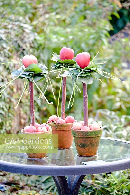 Trois petites pommes rouges avec un collier de feuilles d'Hedera chacune sur un bâton dans un pot en terre cuite rempli de pommes rouges sur une table de verre humide.