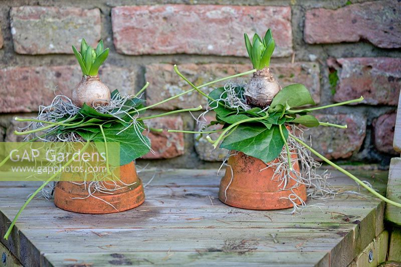 Deux bulbes de jacinthe avec un collier de feuilles d'Hedera et une décoration blanche, chacun sur un pot en terre cuite.
