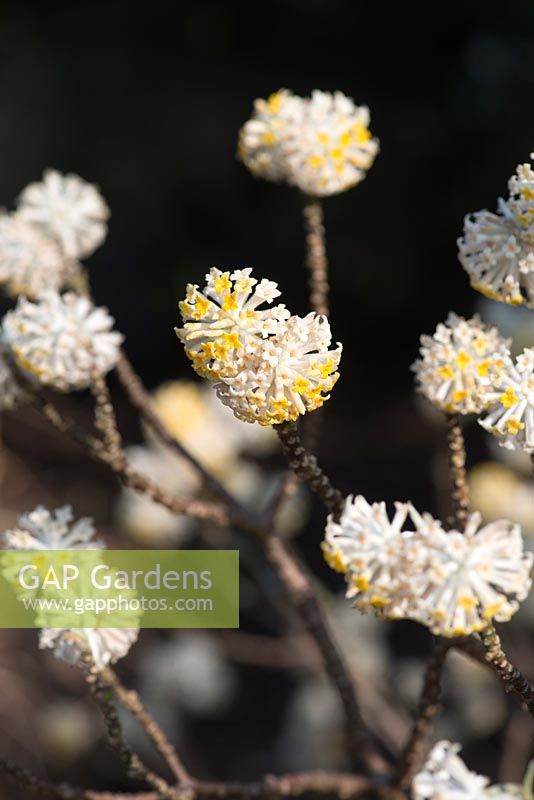 Edgeworthia Chrysantha - Paperbush