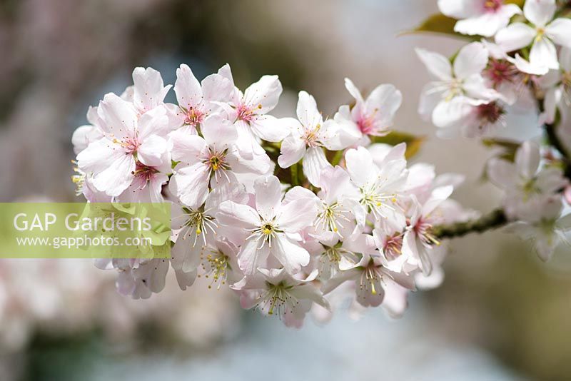 Prunus 'Pandora'