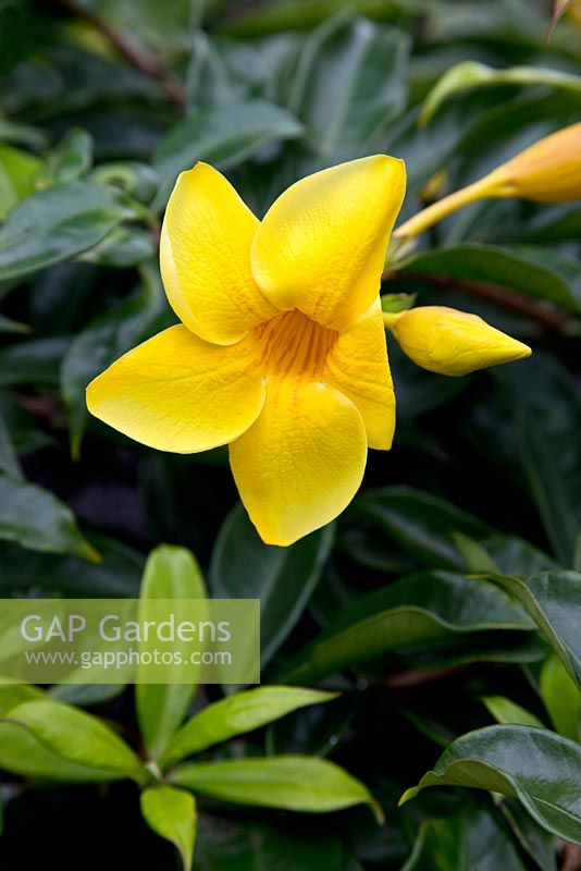 Allamanda cathartica - trompette d'or. Origine Brésil. Jardin privé à Puerto De La Cruz, Tenerife. Février.