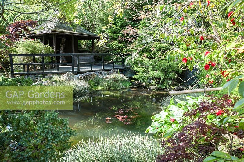 L'eau coule à travers une canne de bambou dans l'étang, avec Acorus gramineus, camélias, acers et genévriers autour du bord de l'eau, sous la maison de thé avec deux côtés ouverts et incorporant les restes d'un sty de porc en pierre. Le jardin japonais