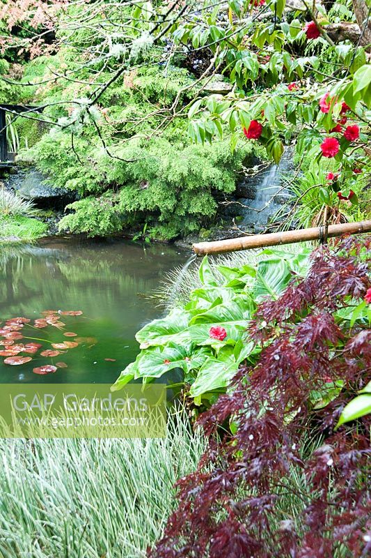 L'eau coule à travers une canne de bambou dans l'étang, avec Acorus gramineus, camélias, acers et genévriers autour du bord de l'eau. Le jardin japonais et la pépinière de bonsaï, St.Mawgan, nr Newquay, Cornwall
