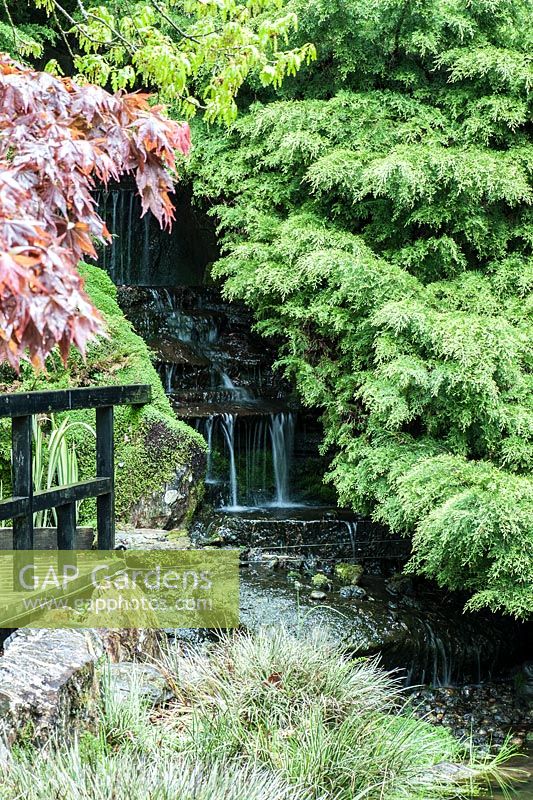 Chute d'eau en cascade dans l'étang encadré de genévriers, acer et avec Acorus gramineus 'Variegatus' au premier plan. Le jardin japonais et la pépinière de bonsaï, St.Mawgan, nr Newquay, Cornwall