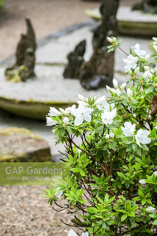 Azalée blanche avec des pierres au-delà. Le jardin japonais et la pépinière de bonsaï, St.Mawgan, nr Newquay, Cornwall