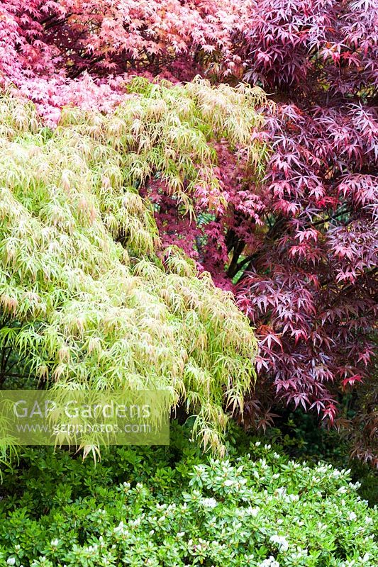 Acer palmatum 'Villa Taranto' à gauche avec des acers rouges et des azalées à fleurs blanches devant. Le jardin japonais et la pépinière de bonsaï, St.Mawgan, nr Newquay, Cornwall