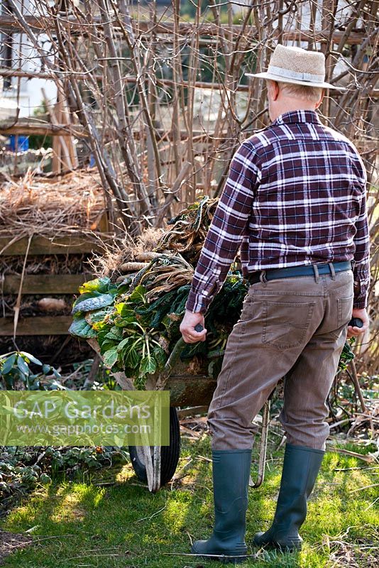 Préparation au début du printemps des bordures de légumes. Homme poussant une brouette pleine de plantes arrachées pour le compostage.
