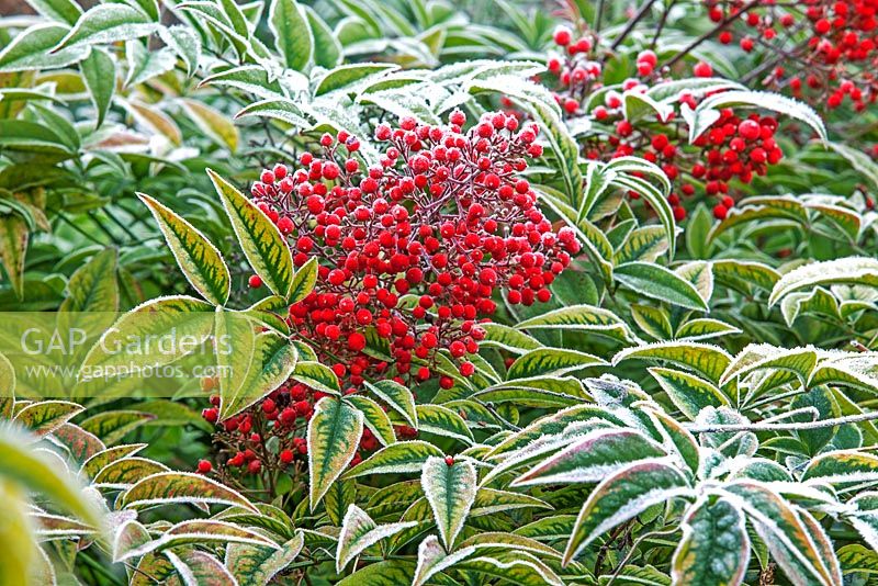 Nandina domestica avec gel en janvier