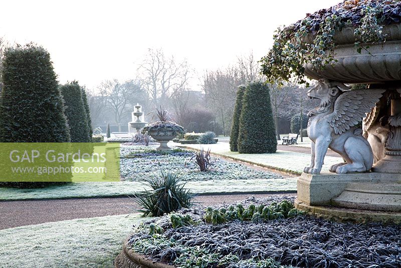 Regent's Park - Avenue Gardens - Frosty morning formal garden avec Ophiopogon planiscapus 'Nigrescens'