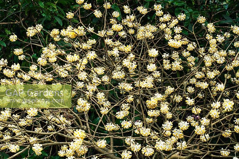 Edgeworthia chrysantha - mars