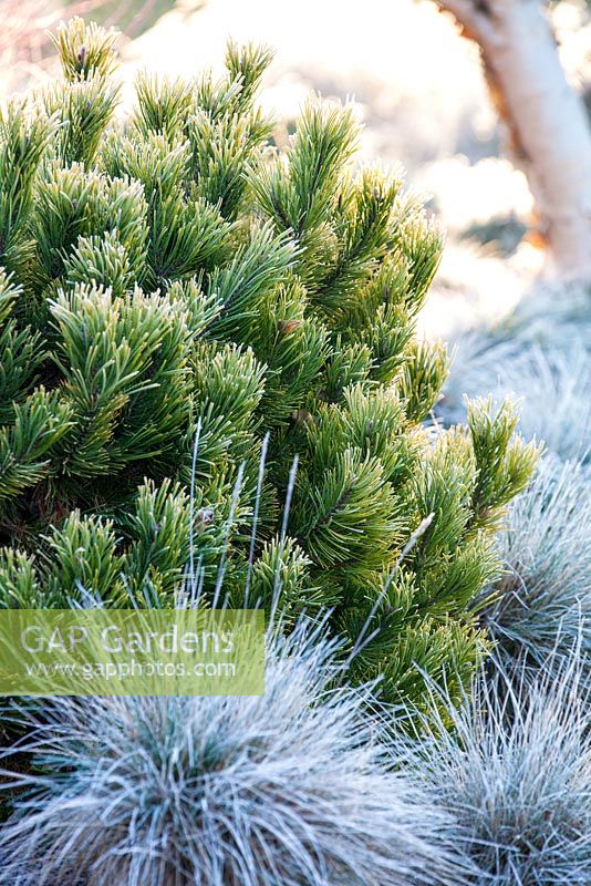 Pinus mugo 'Carsten's Wintergold' avec Festuca 'Blauglut '. Janvier.