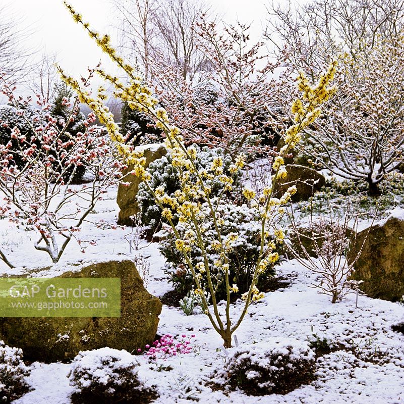 Jardin de devant enneigé avec Hamamelis x intermedia Sunburst, un hamamélis jaune vif, au premier plan, avec un cyclamen à sa base.