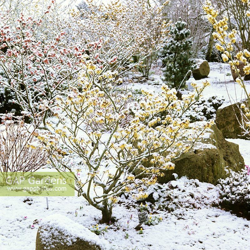 Jardin de devant enneigé avec Hamamelis x intermedia Pallida, un hamamélis doré, au premier plan, quelques crocus à sa base.