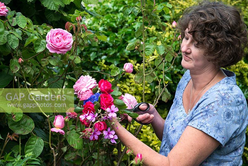 Faire du pot-pourri par étape. Ruth Ridley sélectionne des roses, du géranium rustique et des bleuets pour faire du pot-pourri fait maison.