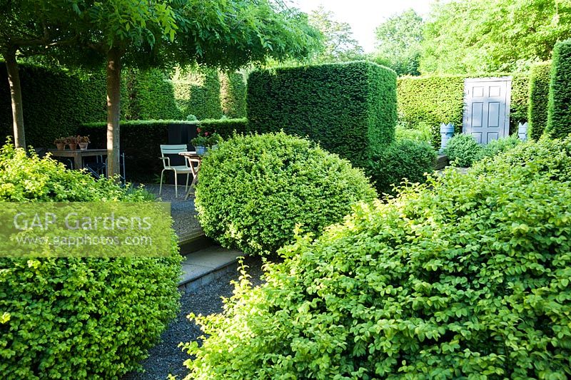 De grands arbustes en vrac à côté d'une cour où quatre cendres pleureuses entraînées, Fraxinus excelsior 'Pendula', fournissent un couvert d'ombre sur les zones de sièges