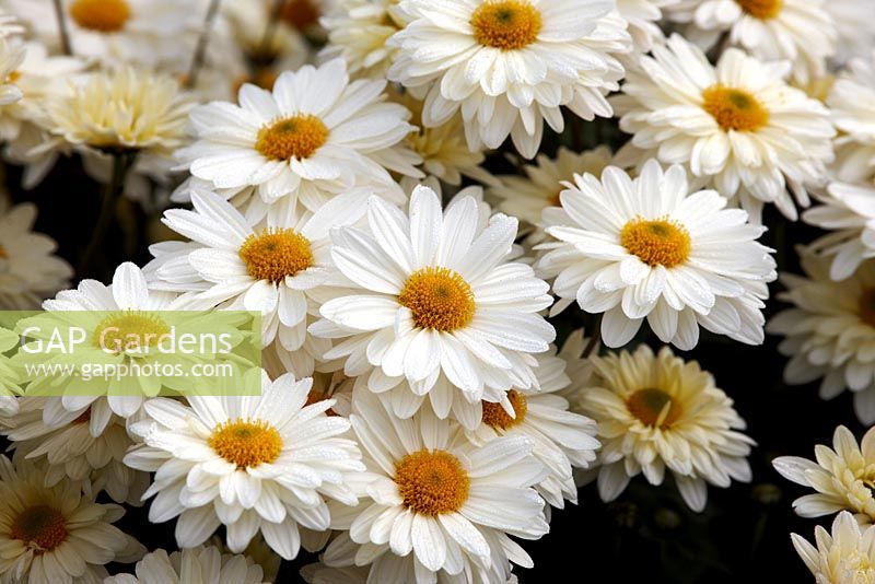 Chrysanthemum 'White Enbee Wedding' - Septembre