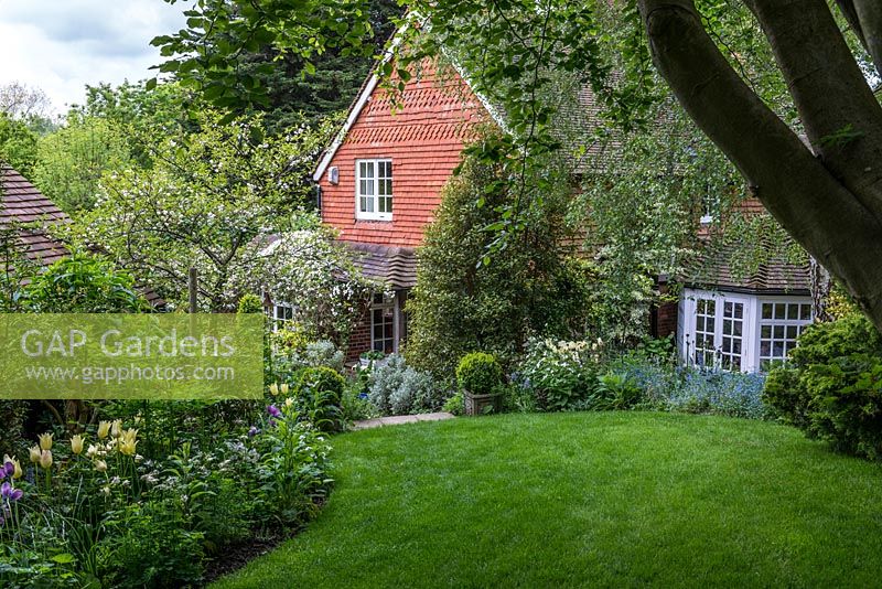 La vue sous le hêtre de Quarry Cottage à la fin du printemps. La pelouse est bordée de parterres de fleurs, dont des tulipes, des myosotis, des alliums et des balles en topiaire. Le jardin descend sur la colline jusqu'au cottage victorien.