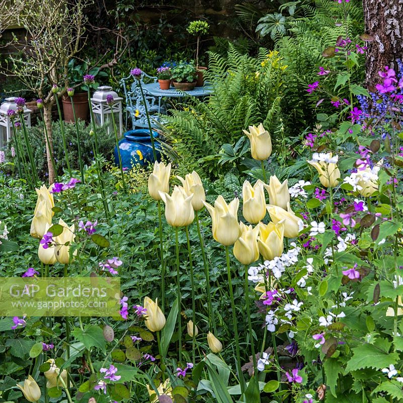 Un patio isolé derrière un parterre de bois ombragé avec des plantes dont Tulipa 'Elegant Lady', Allium, Lunaria et fougères.