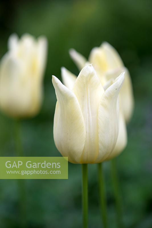 Tulipa 'Elegant Lady', une ampoule, une tulipe de couleur crème qui fleurit à la fin du printemps, devenant plus rose avec l'âge.