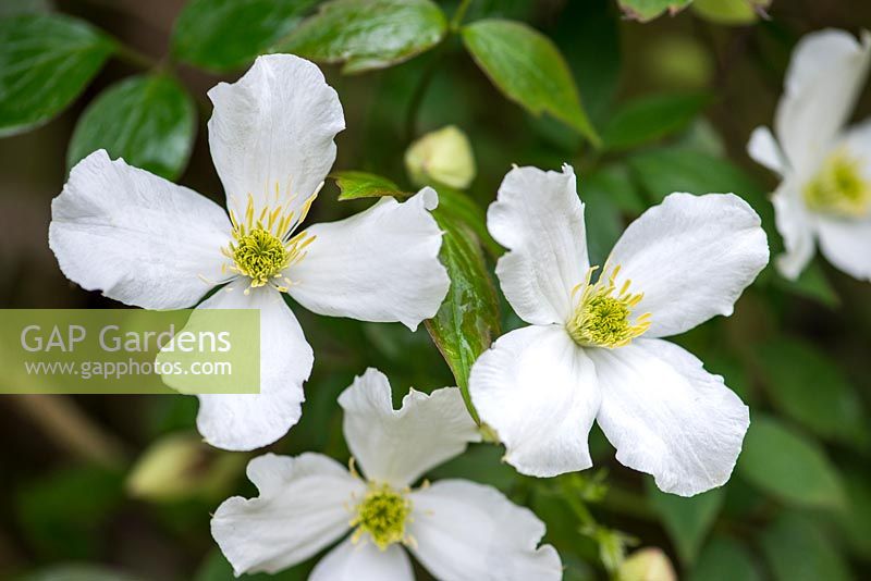 Clematis montana 'Alba', clématite à fleurs blanches qui, à la fin du printemps, est couverte de masses de fleurs blanches. Vigoureux.