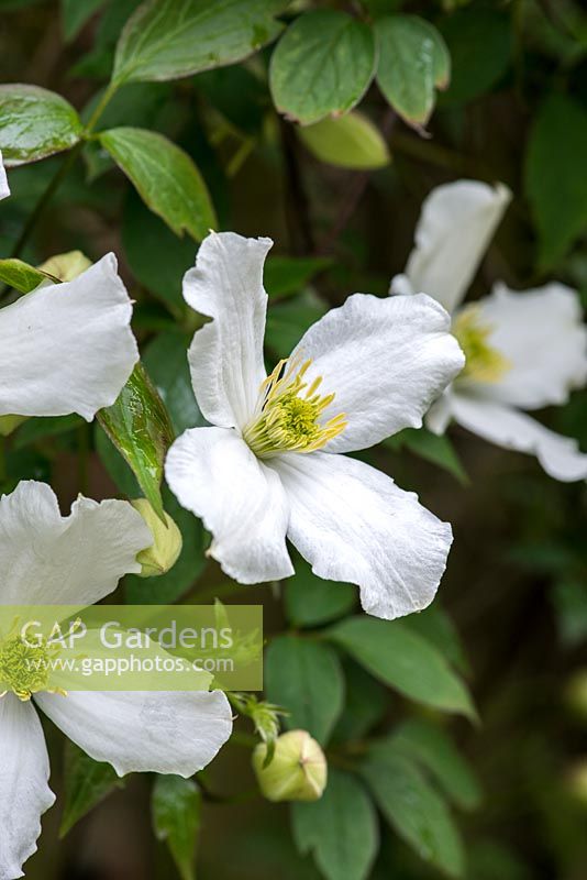 Clematis montana 'Alba', clématite à fleurs blanches qui, à la fin du printemps, est couverte de masses de fleurs blanches. Vigoureux.