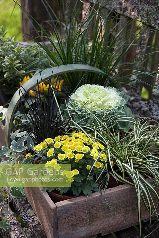 Plantes en pots, regroupées dans un trug pour l'affichage d'automne sur un banc rustique. Les plantes comprennent Ophiopogon planiscapus nigrescens et Carex 'Evergold '.