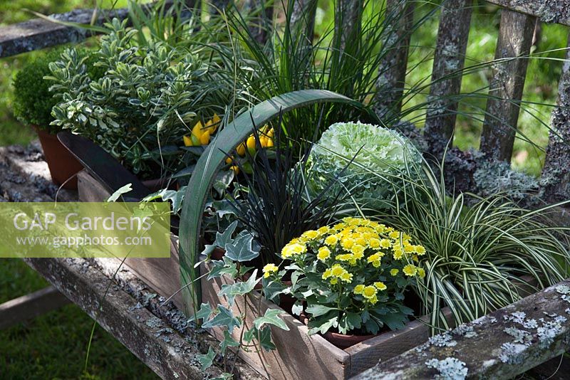 Plantes en pots, regroupées dans un trug pour l'affichage d'automne sur un banc rustique. Les plantes comprennent le chou ornemental, Ophiopogon planiscapus nigrescens et Carex 'Evergold '.