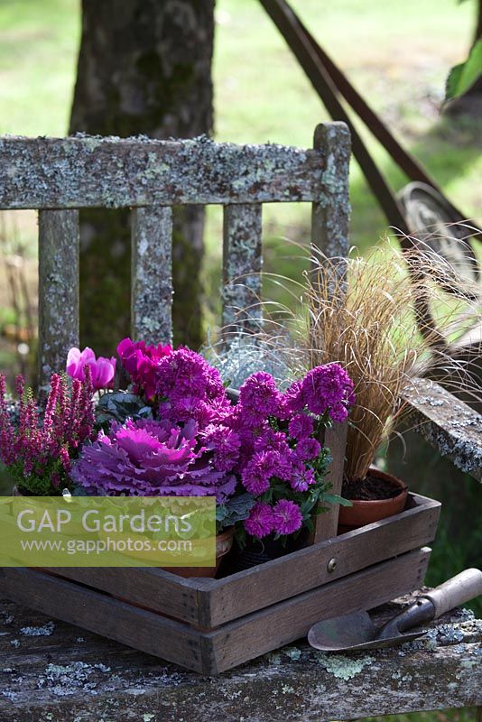 Plantes en pots, regroupées dans un trug pour l'affichage d'automne sur un banc rustique. Les plantes comprennent le chou ornemental et Carex testacea.